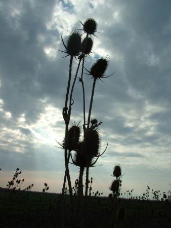 2008. 11. 09. 12:43.